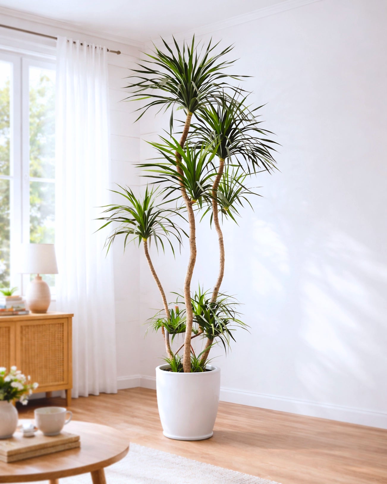 Styled Dragon Tree | 造型龍血樹