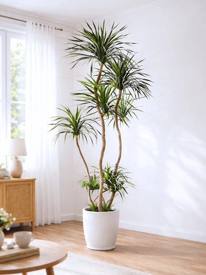 Styled Dragon Tree | 造型龍血樹
