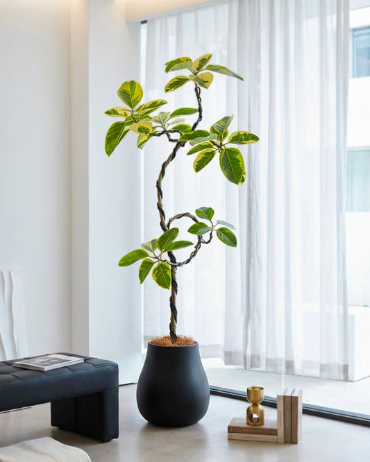 Styled Ficus Elastica Variegata | 造型花葉橡皮樹