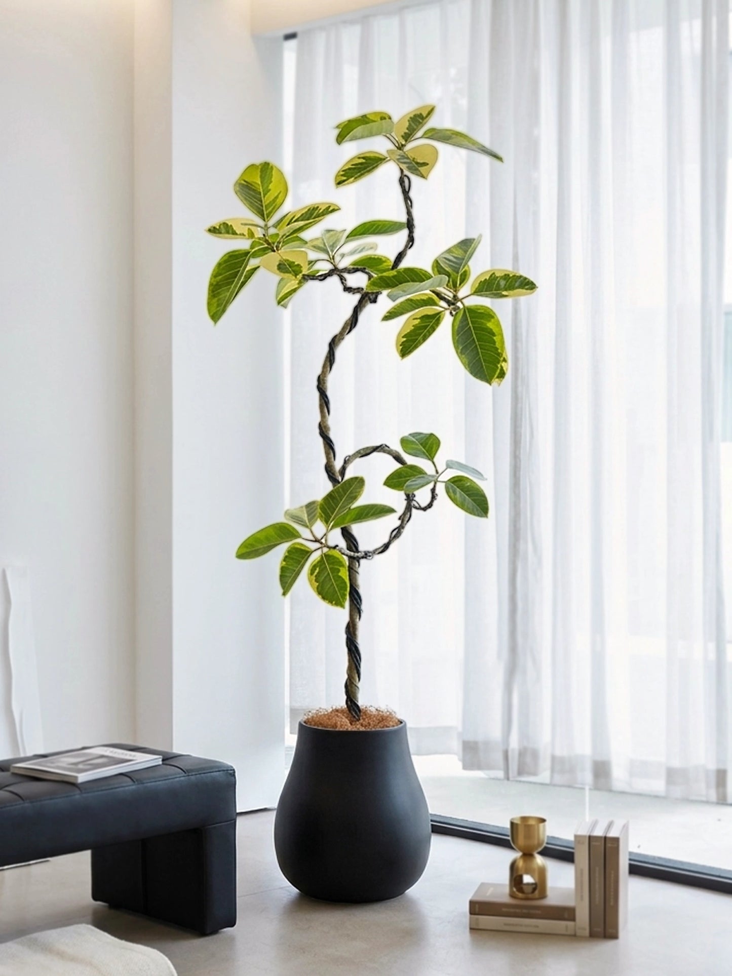 Styled Ficus Elastica Variegata | 造型花葉橡皮樹