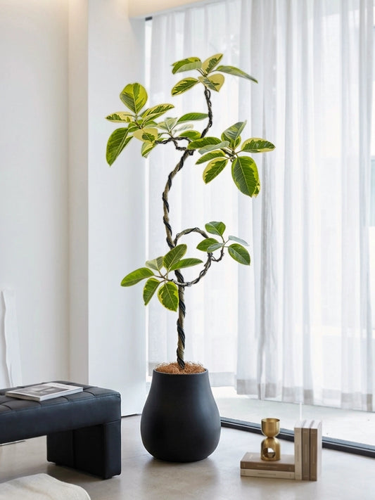 Styled Ficus Elastica Variegata | 造型花葉橡皮樹