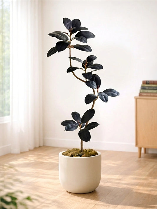Styled Rubber Plant | 造型黑金剛