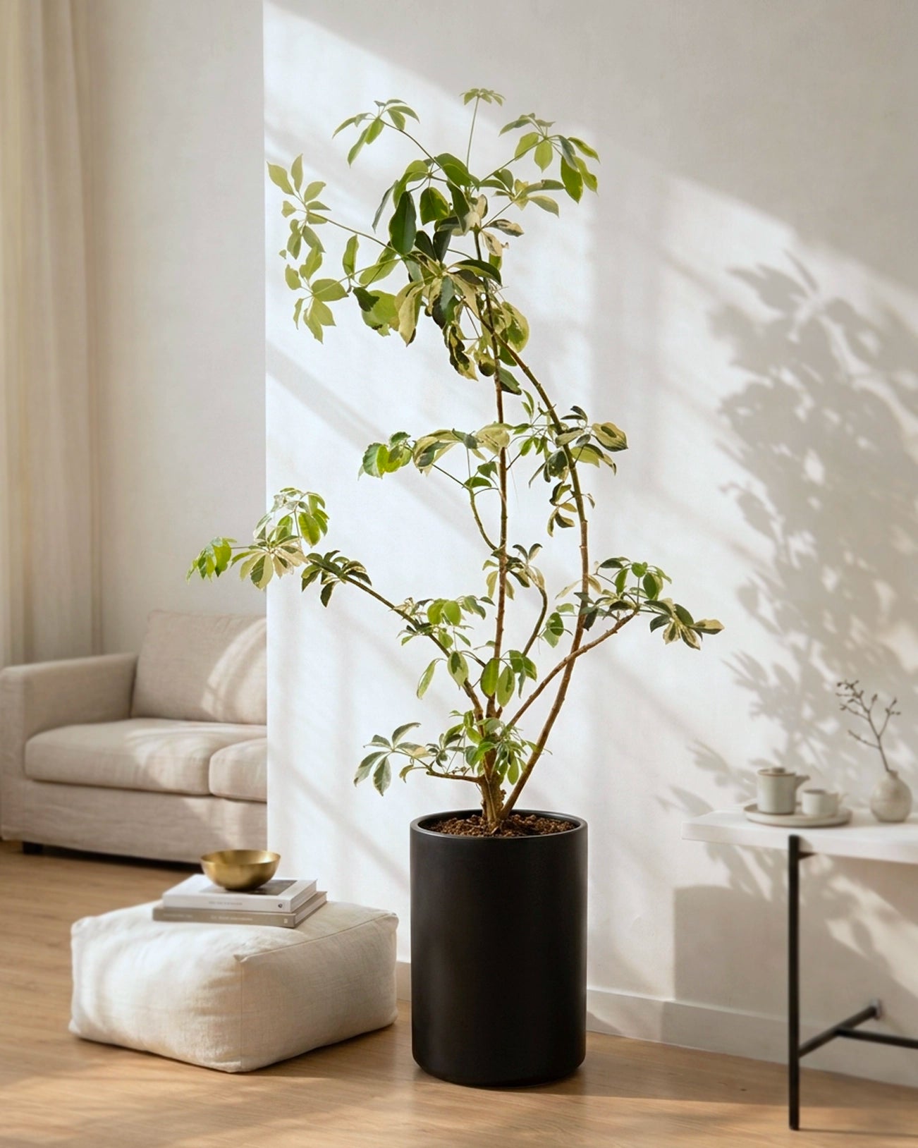 Styled Schefflera Heptaphylla | 造型花葉鴨腳木