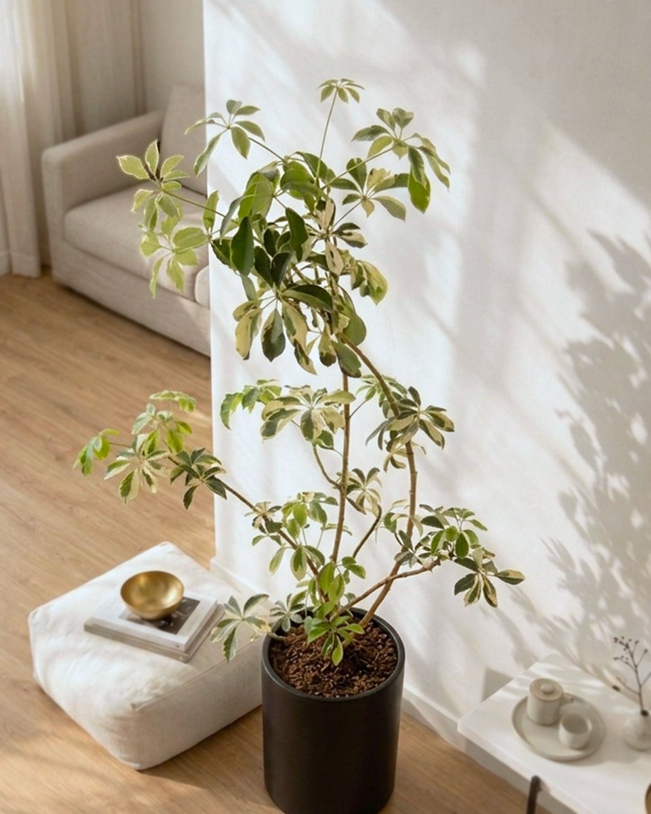 Styled Schefflera Heptaphylla | 造型花葉鴨腳木