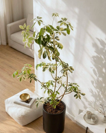 Styled Schefflera Heptaphylla | 造型花葉鴨腳木