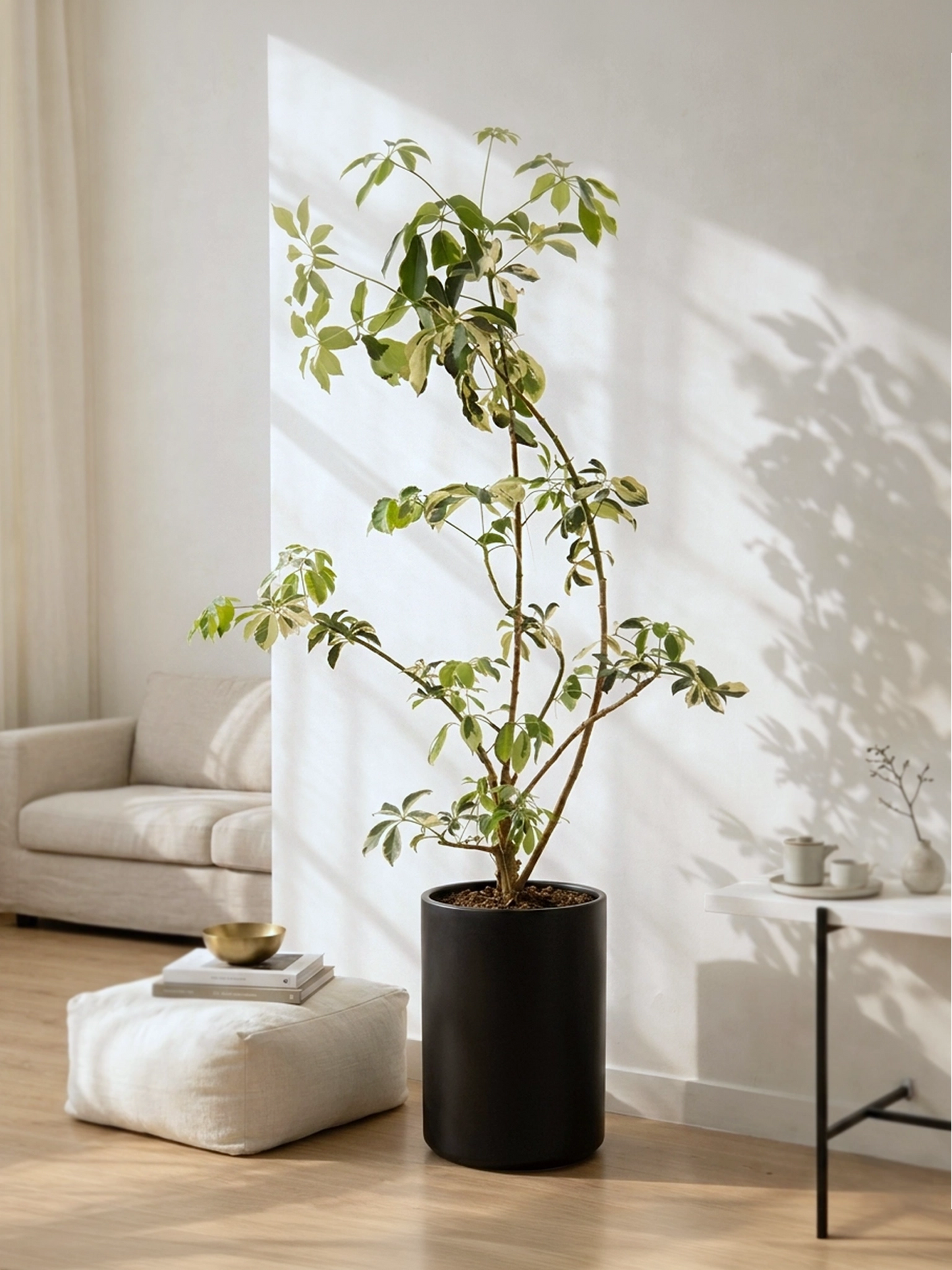 Styled Schefflera Heptaphylla | 造型花葉鴨腳木