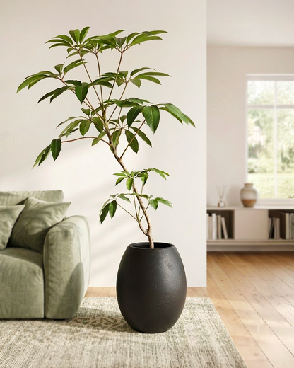 Styled Umbrella Plant | 保羅大葉傘