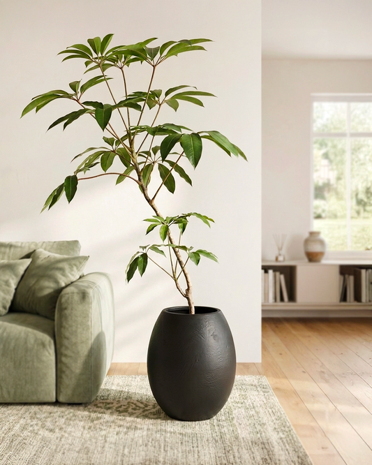 Styled Umbrella Plant | 保羅大葉傘