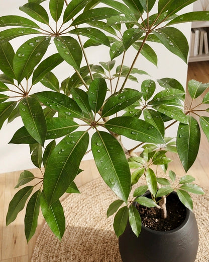 Styled Umbrella Plant | 保羅大葉傘