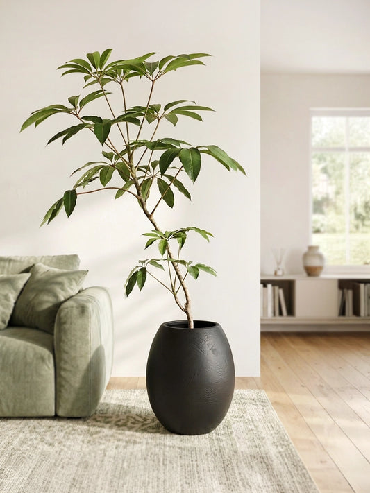 Styled Umbrella Plant | 保羅大葉傘