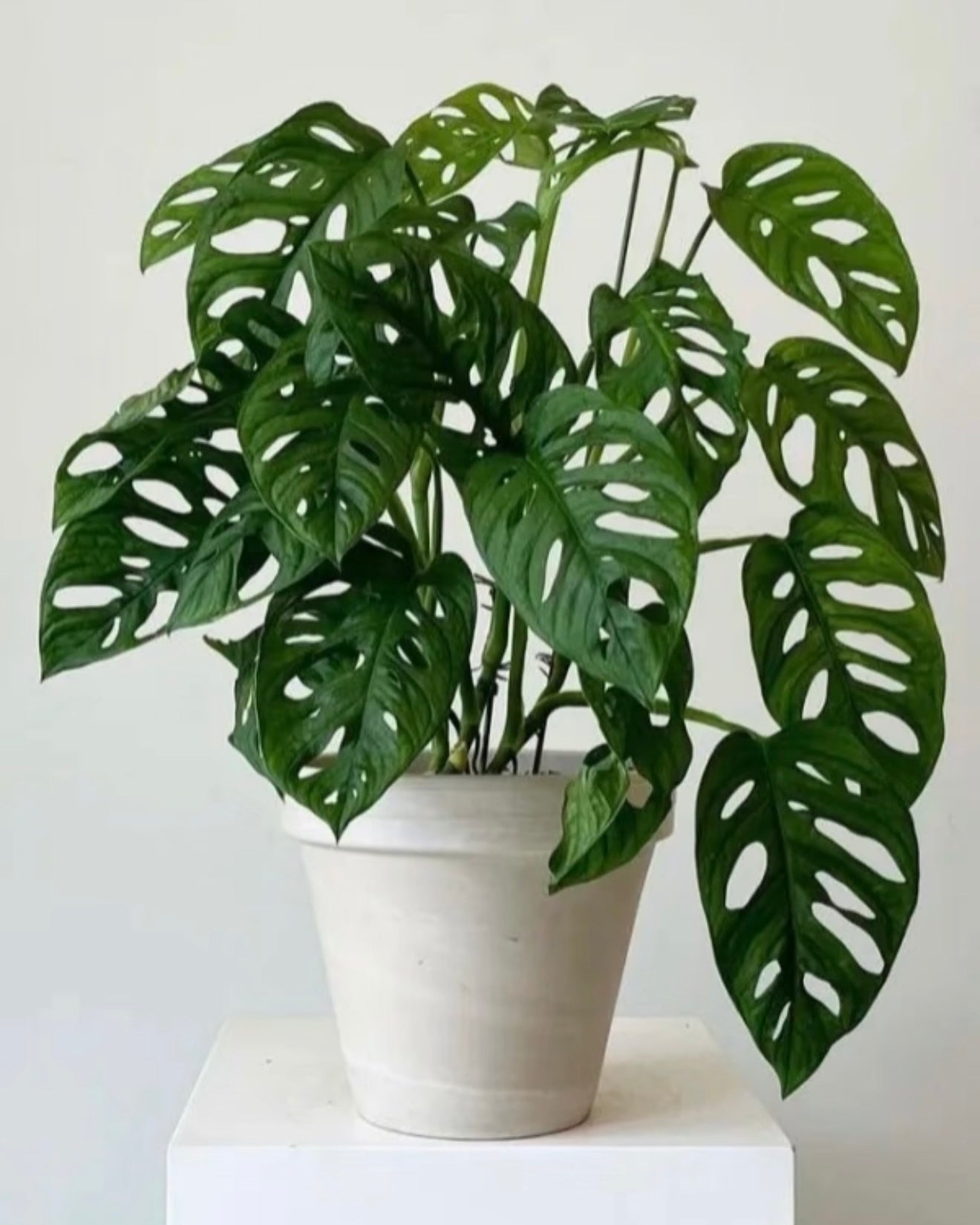 Swiss Cheese Plant | 孔洞蔓綠絨