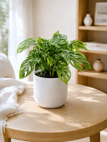 Swiss Cheese Plant | 孔洞蔓綠絨