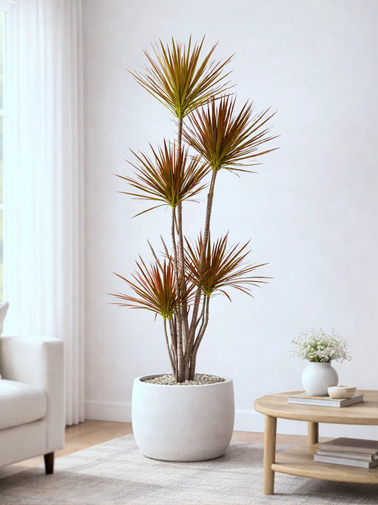 Ti Plant | 千年木