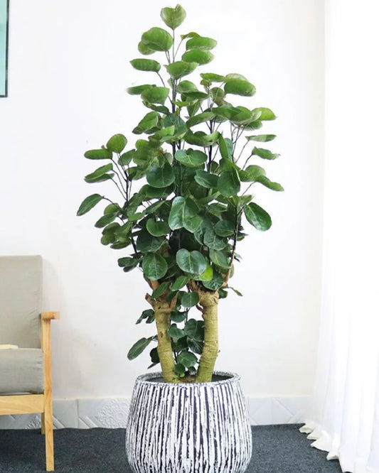 Umbrella Fig | 錢兜