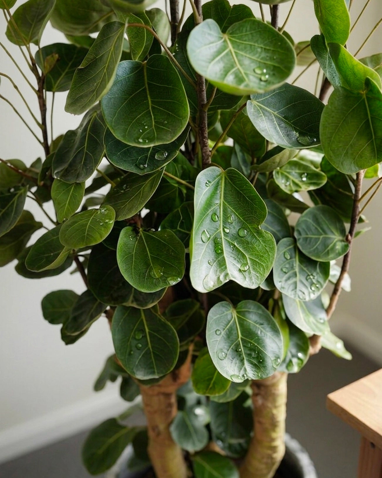 Umbrella Fig | 錢兜