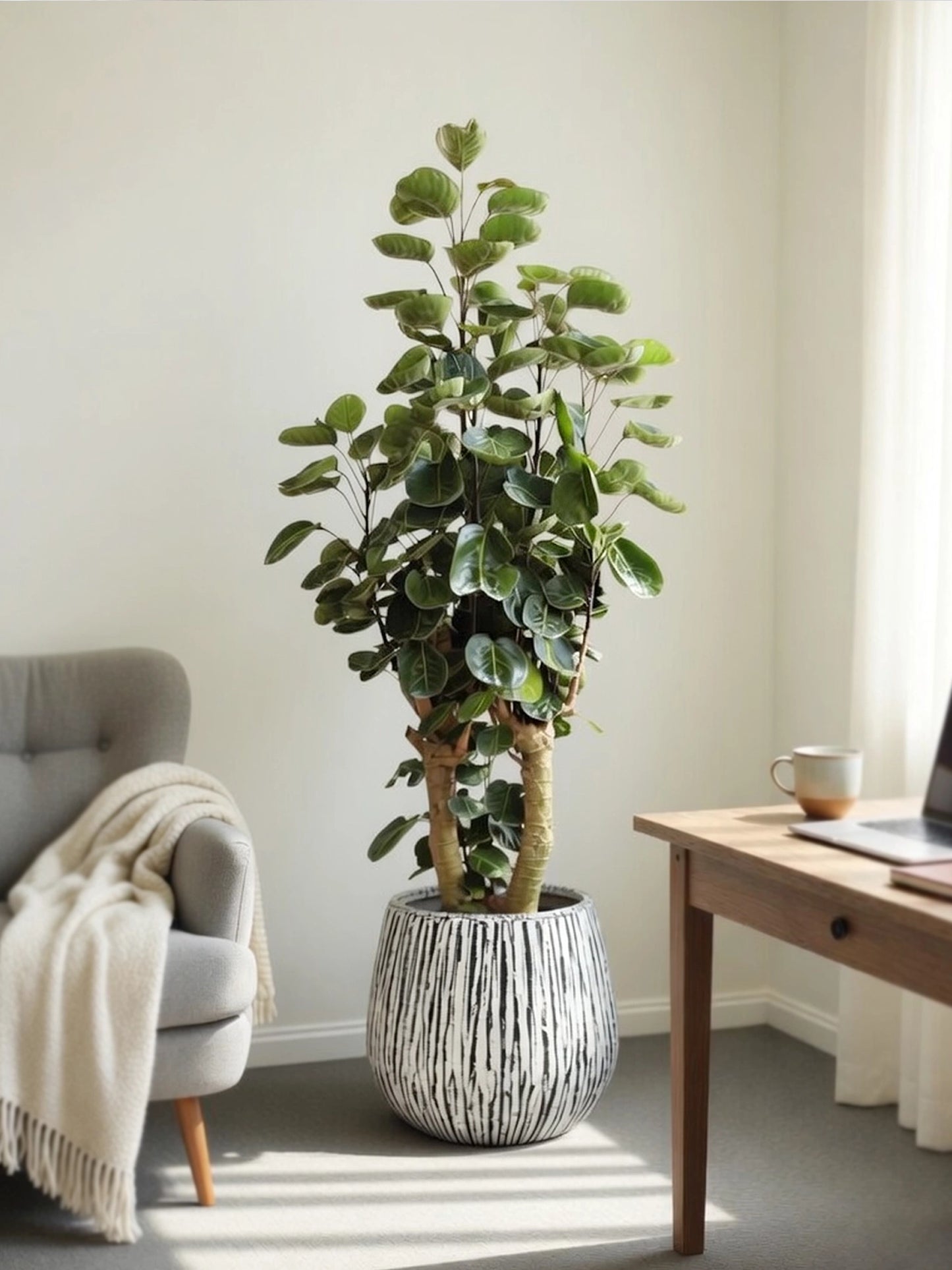Umbrella Fig | 錢兜