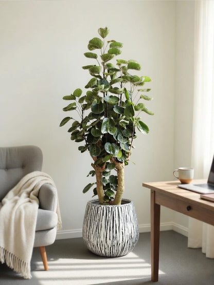 Umbrella Fig | 錢兜