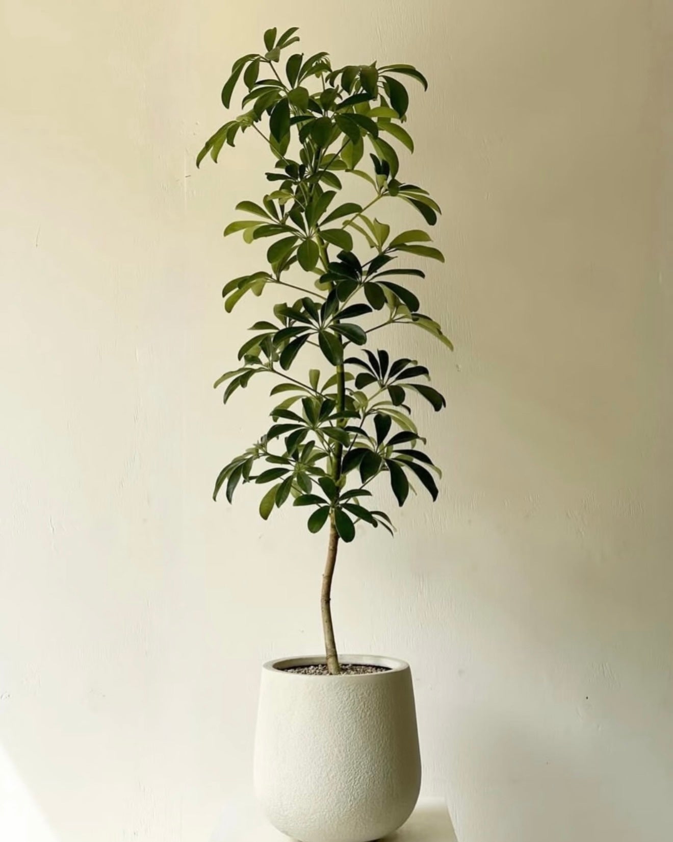 Umbrella Tree | 鴨腳木