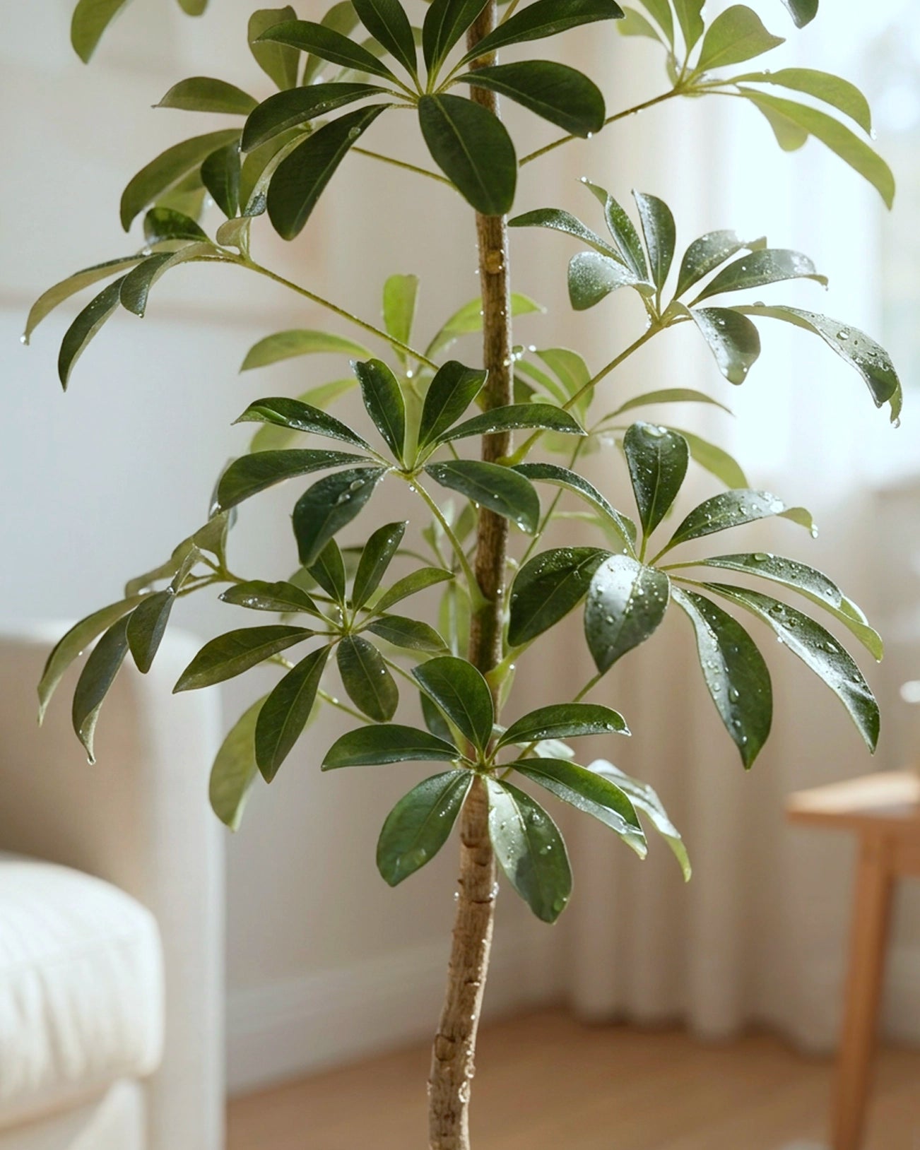Umbrella Tree | 鴨腳木