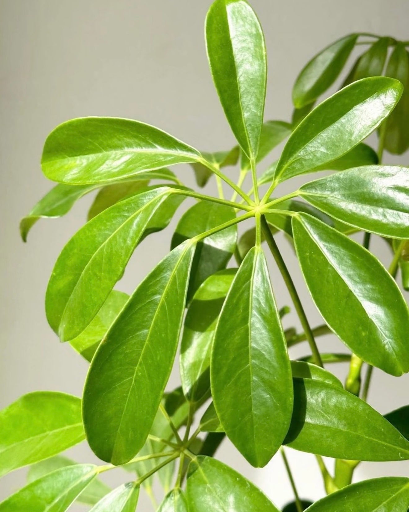 Umbrella Tree | 鴨腳木