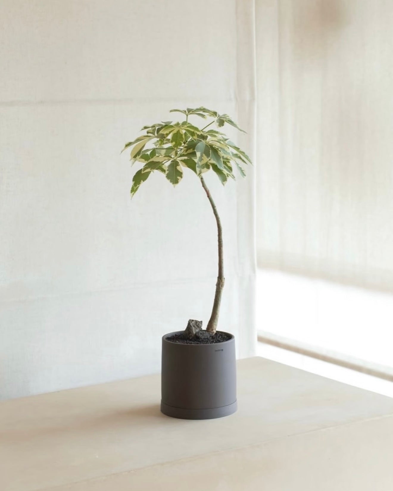 Schefflera heptaphylla | 花葉鴨腳木