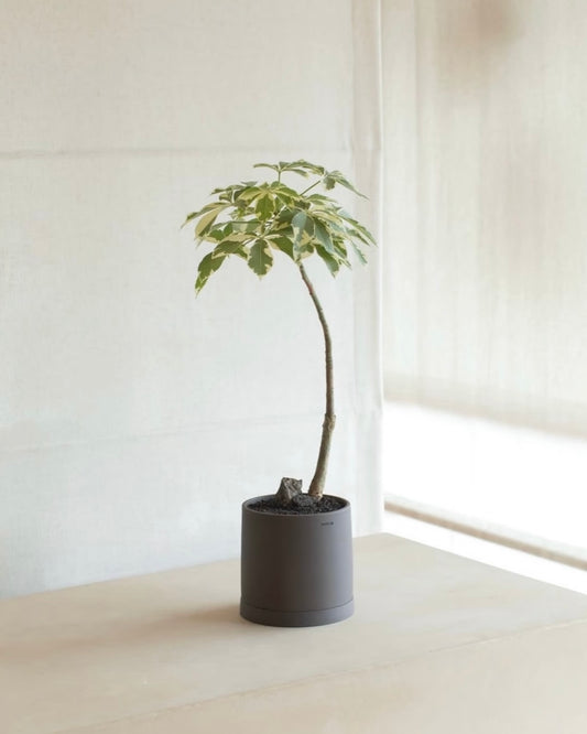 Schefflera heptaphylla | 花葉鴨腳木