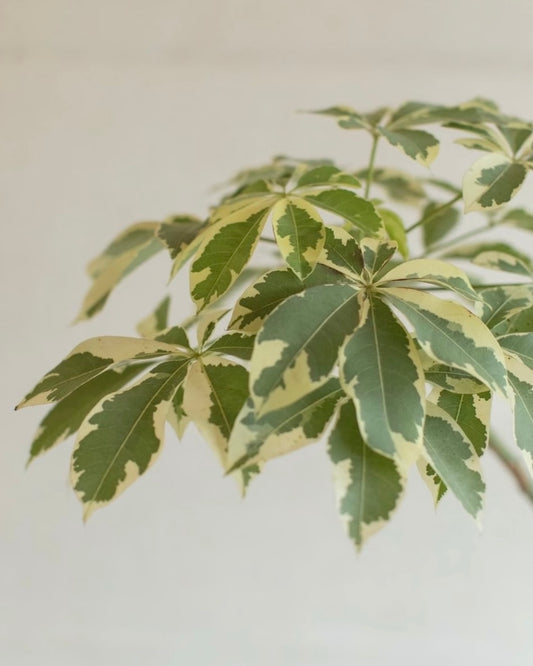 Schefflera heptaphylla | 花葉鴨腳木