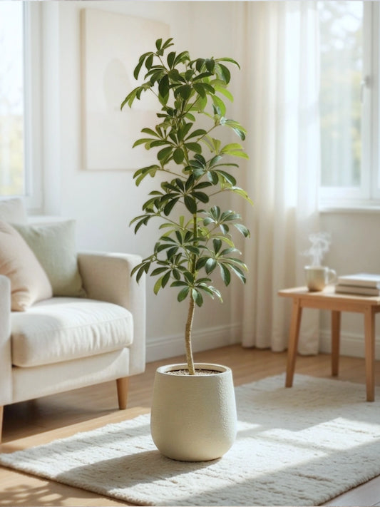 Umbrella Tree | 鴨腳木