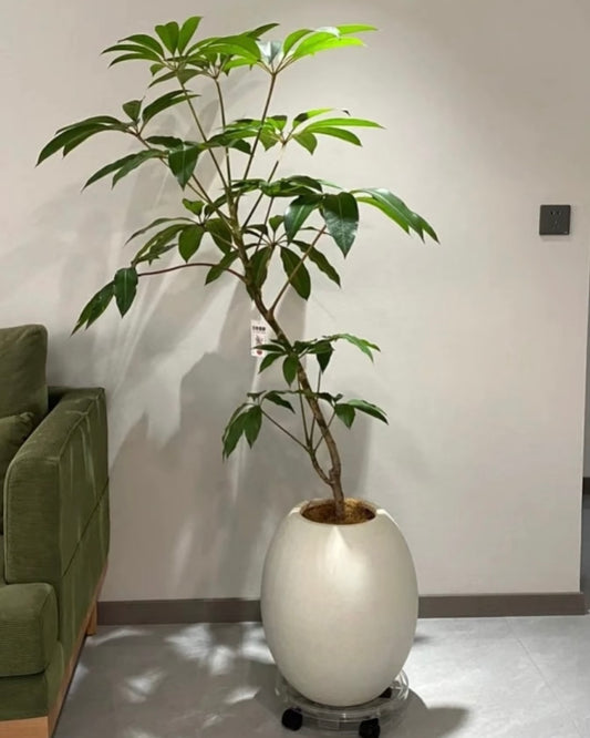 Styled Umbrella Plant | 造型鵝掌藤