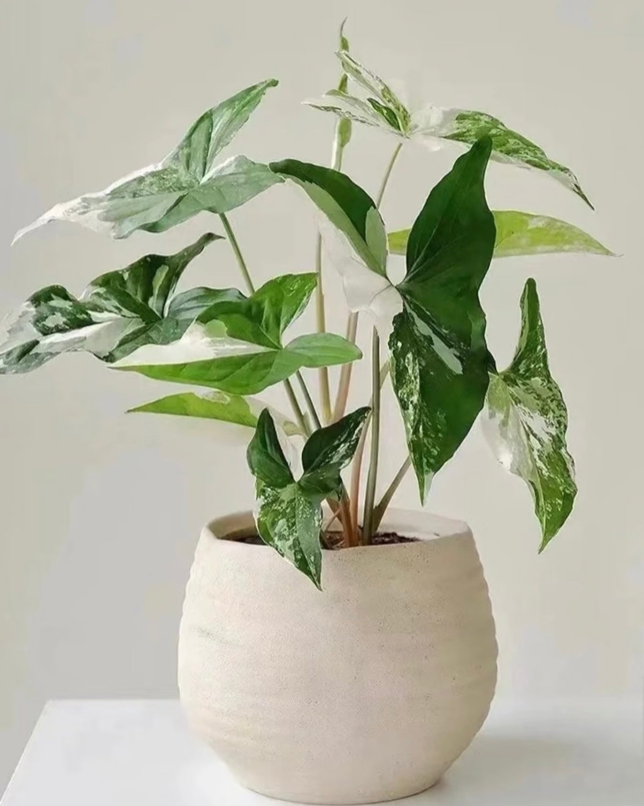 Variegated Arrowhead | 斑葉合果芋