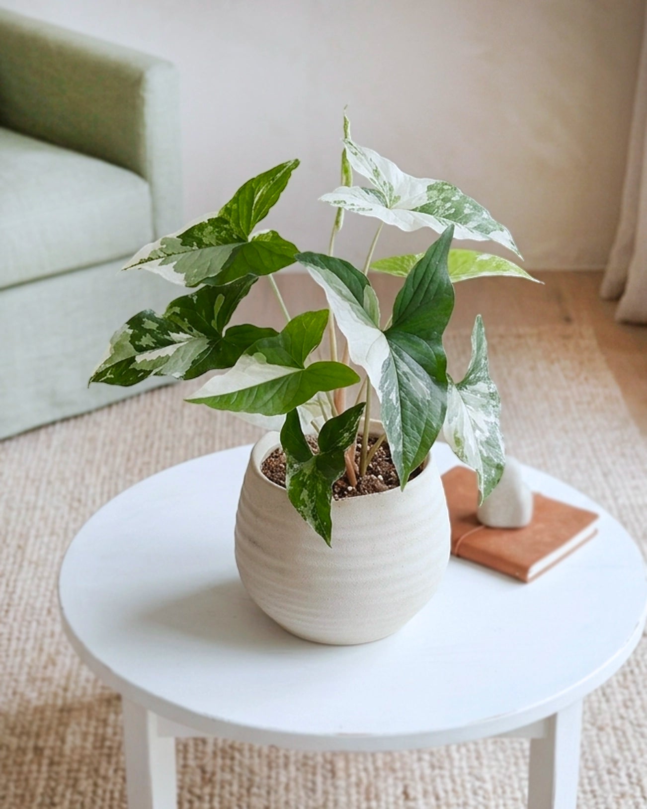 Variegated Arrowhead | 斑葉合果芋