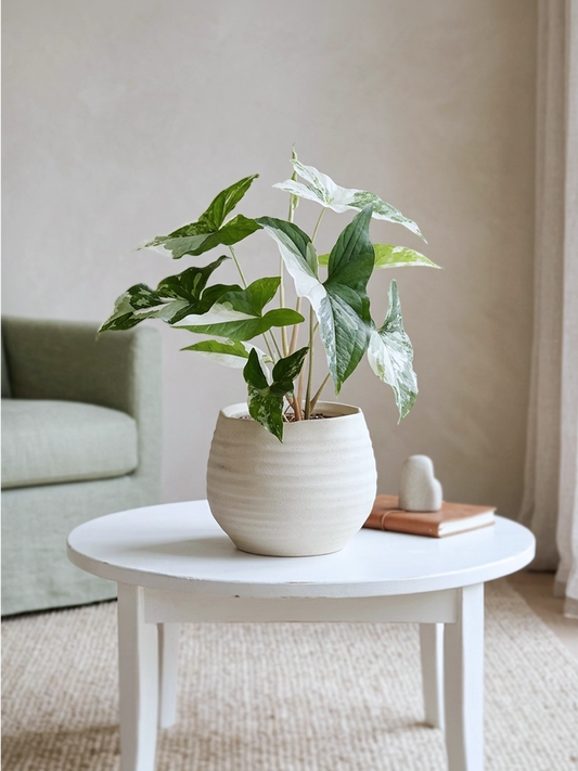Variegated Arrowhead | 斑葉合果芋