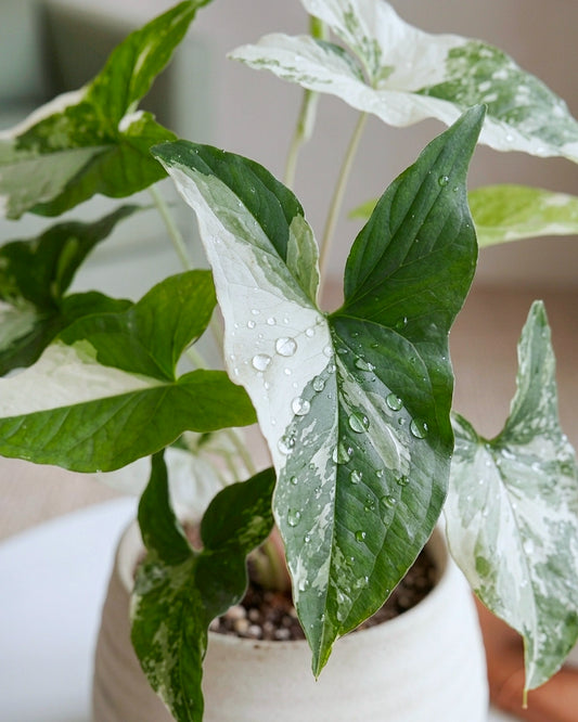 Variegated Arrowhead | 斑葉合果芋