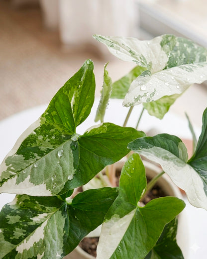 Variegated Arrowhead | 斑葉合果芋