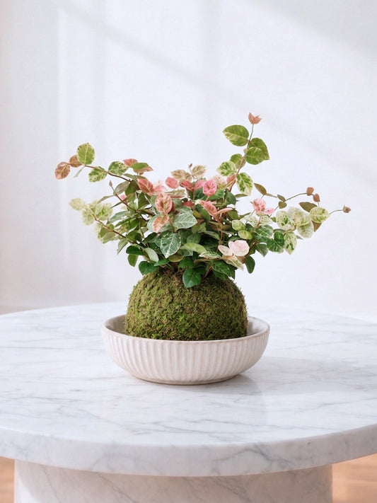 Variegated Jasmine Kokedama | 花葉絡石苔蘚球