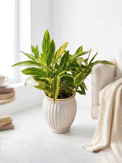 Variegated Shell Ginger | 花葉良姜