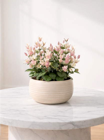 Variegated Star Jasmine | 花葉絡石