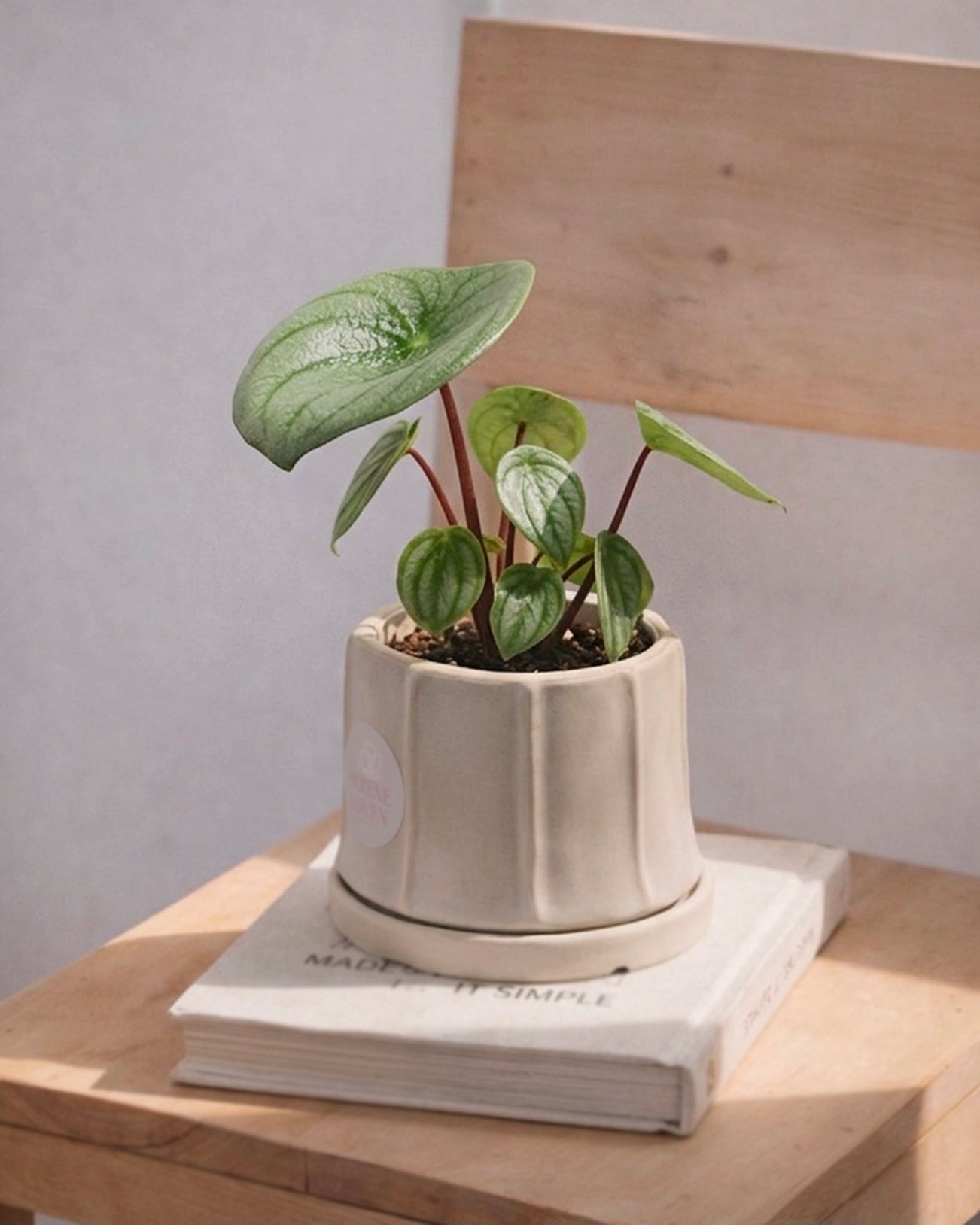 Watermelon Peperomia｜西瓜椒草
