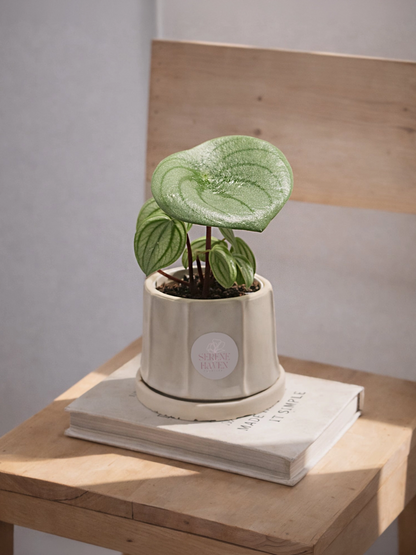 Watermelon Peperomia｜西瓜椒草