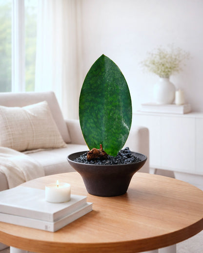 Whale Fin Snake Plant｜單葉虎尾蘭