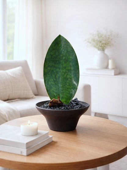 Whale Fin Snake Plant｜單葉虎尾蘭