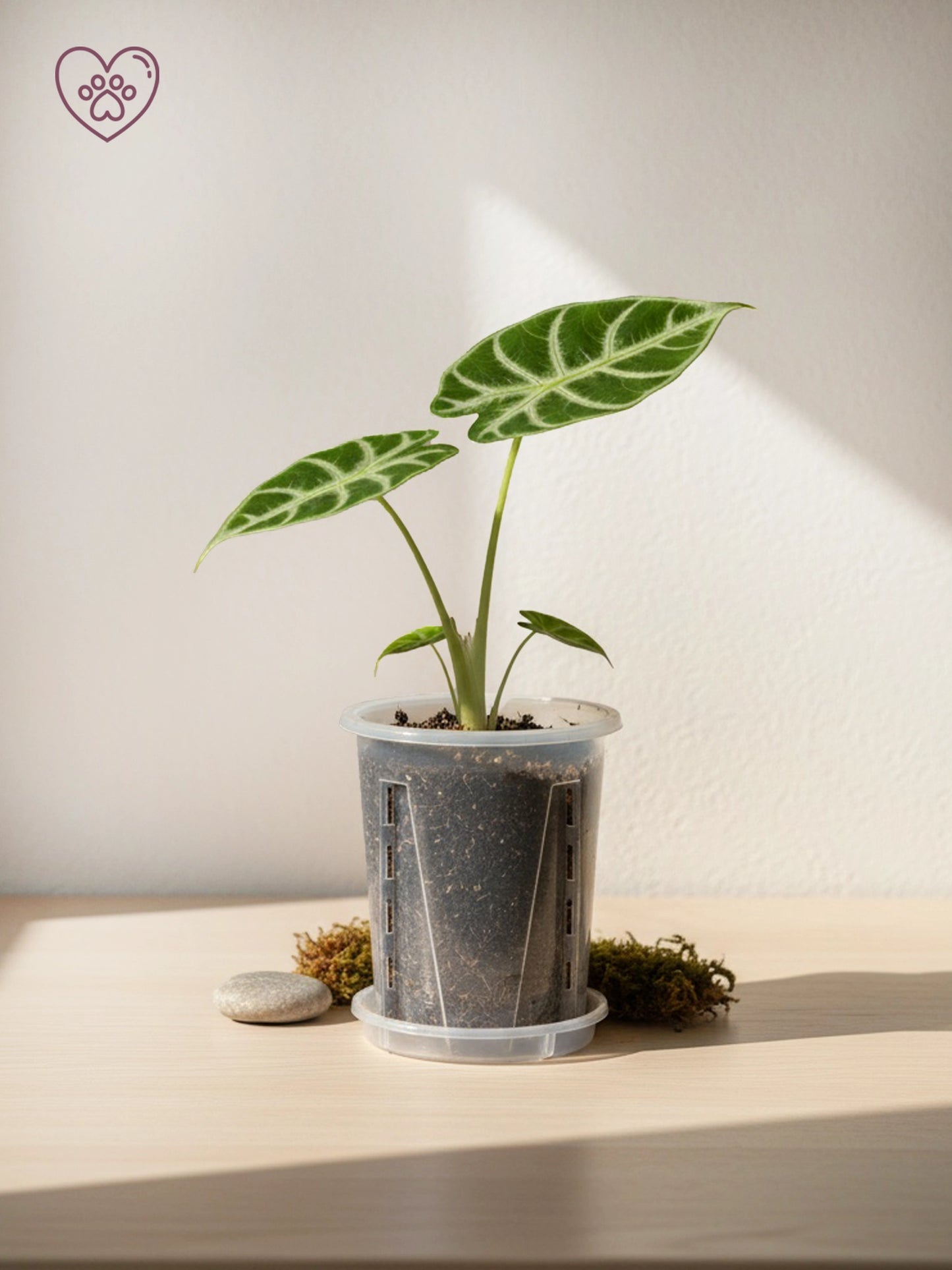 White-veined Foliage Type｜白脈秋海棠