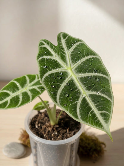 White-veined Foliage Type｜白脈秋海棠