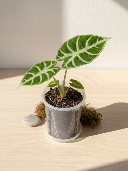 White-veined Foliage Type｜白脈秋海棠
