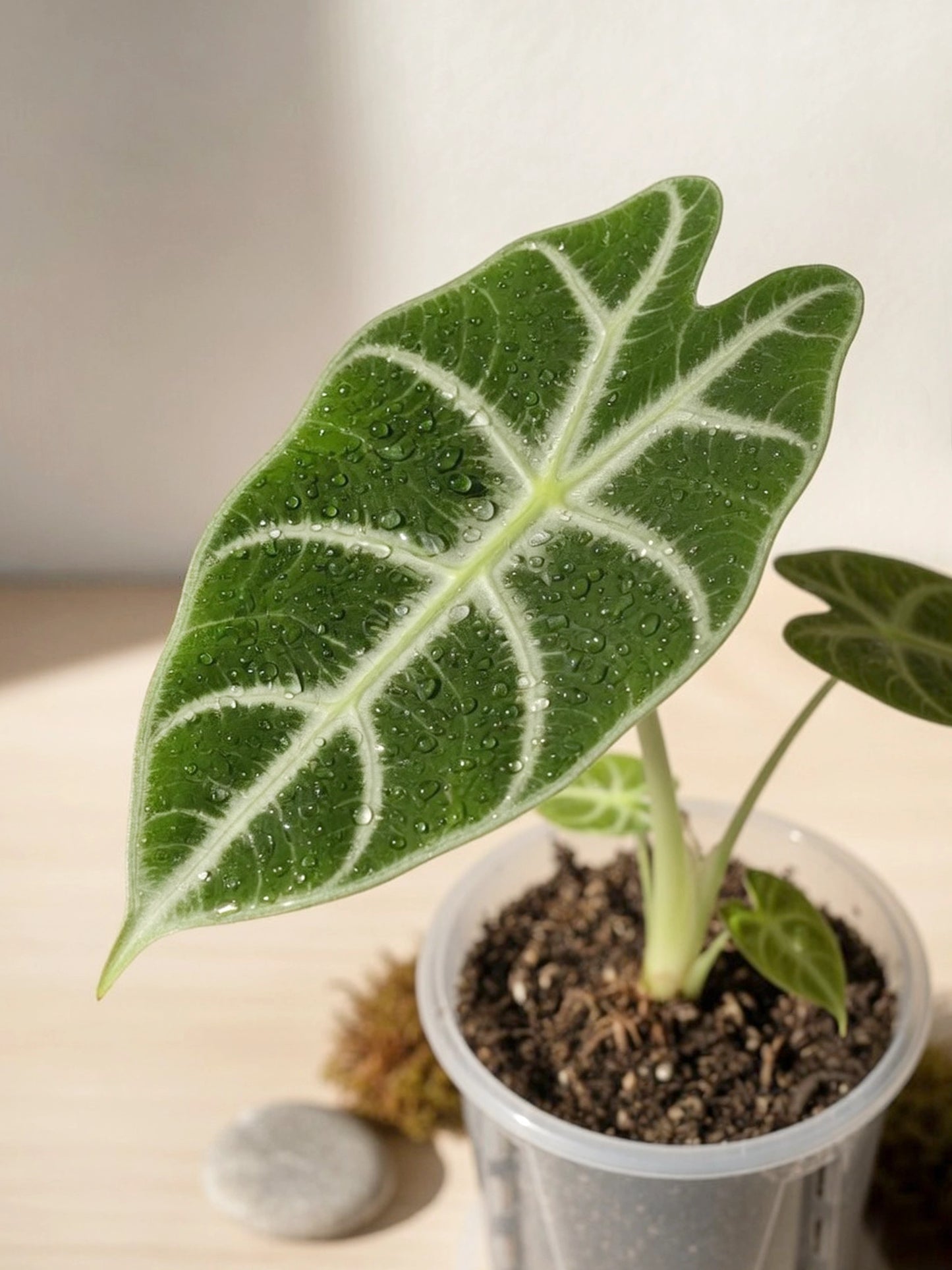 White-veined Foliage Type｜白脈秋海棠