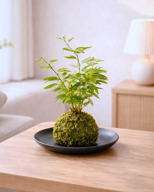 Dwarf Mimosa Kokedama | 姬合歡苔蘚球
