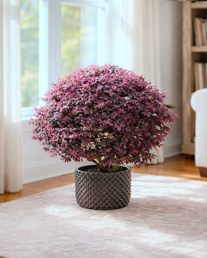 Chinese Fringe Flower | 紅繼木