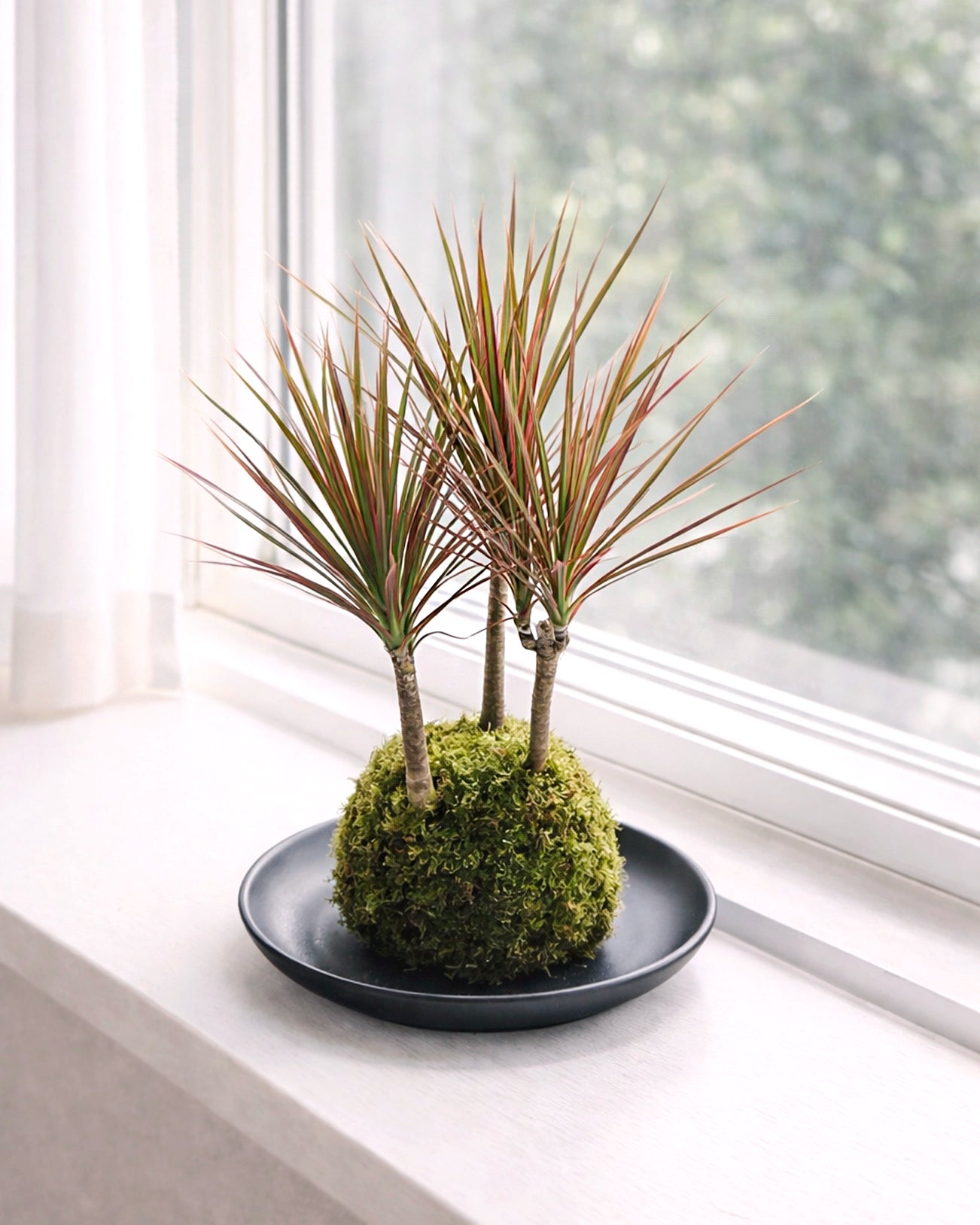 Dracaena (Ti Plant) Kokedama | 千年木苔蘚球