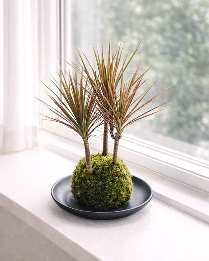 Dracaena (Ti Plant) Kokedama | 千年木苔蘚球