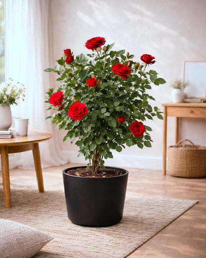 Rosa Chinensis | 月季